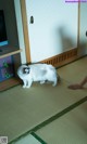 A white cat standing on top of a tatami mat.