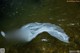 A plastic bag floating in a stream of water.